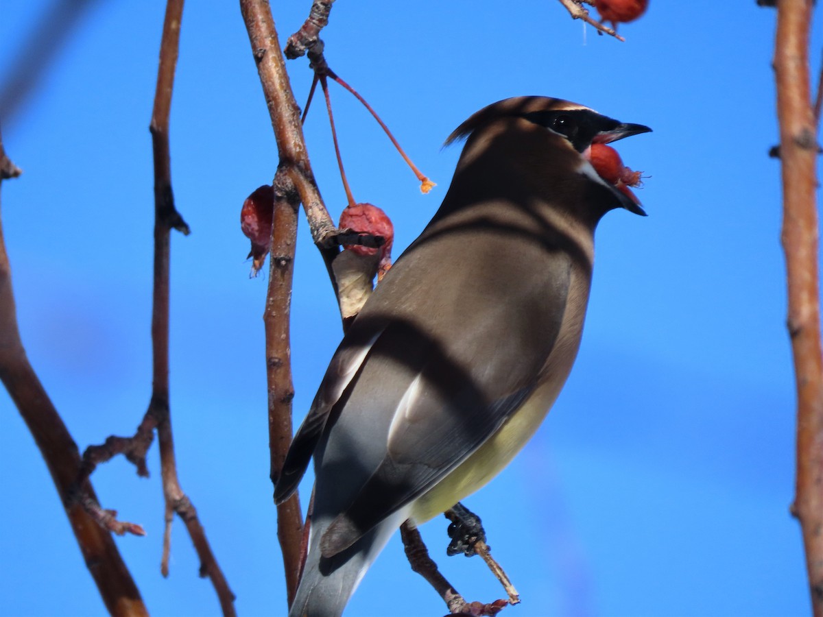 Cedar Waxwing - ML528558411