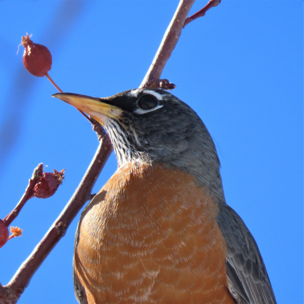 American Robin - ML528558471