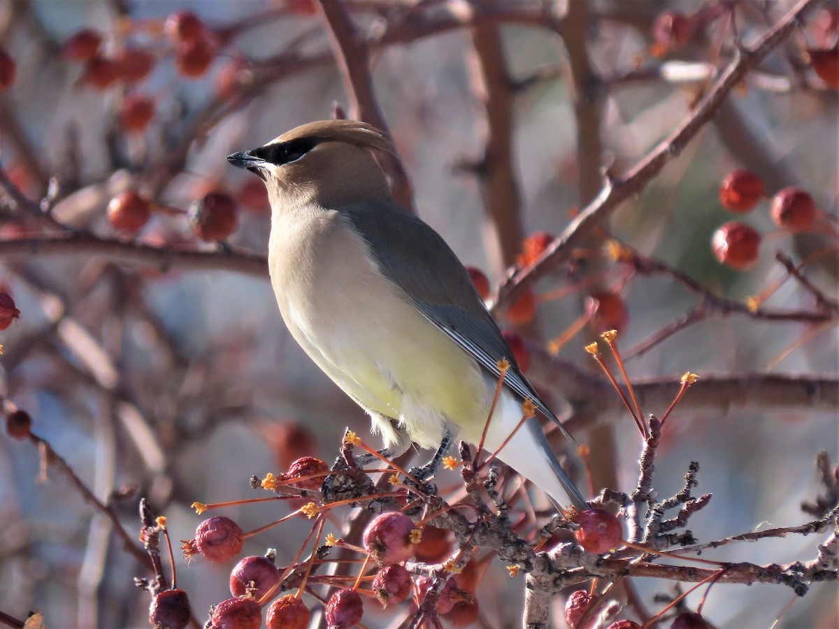 Cedar Waxwing - ML528558661