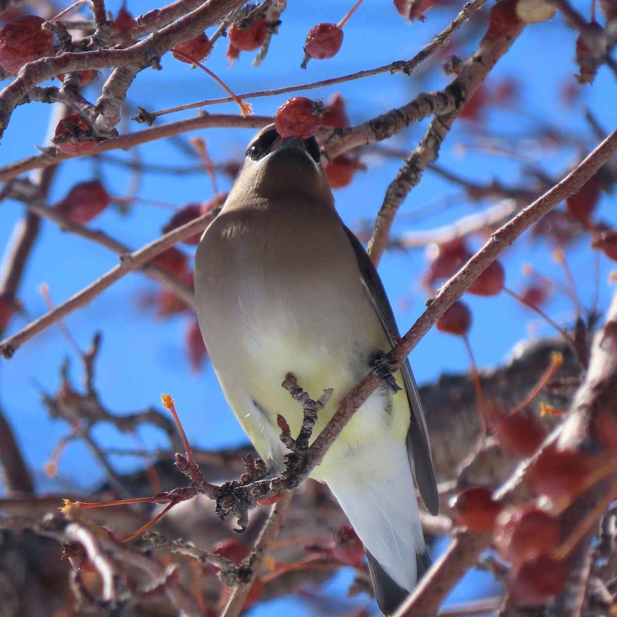 Cedar Waxwing - ML528558871