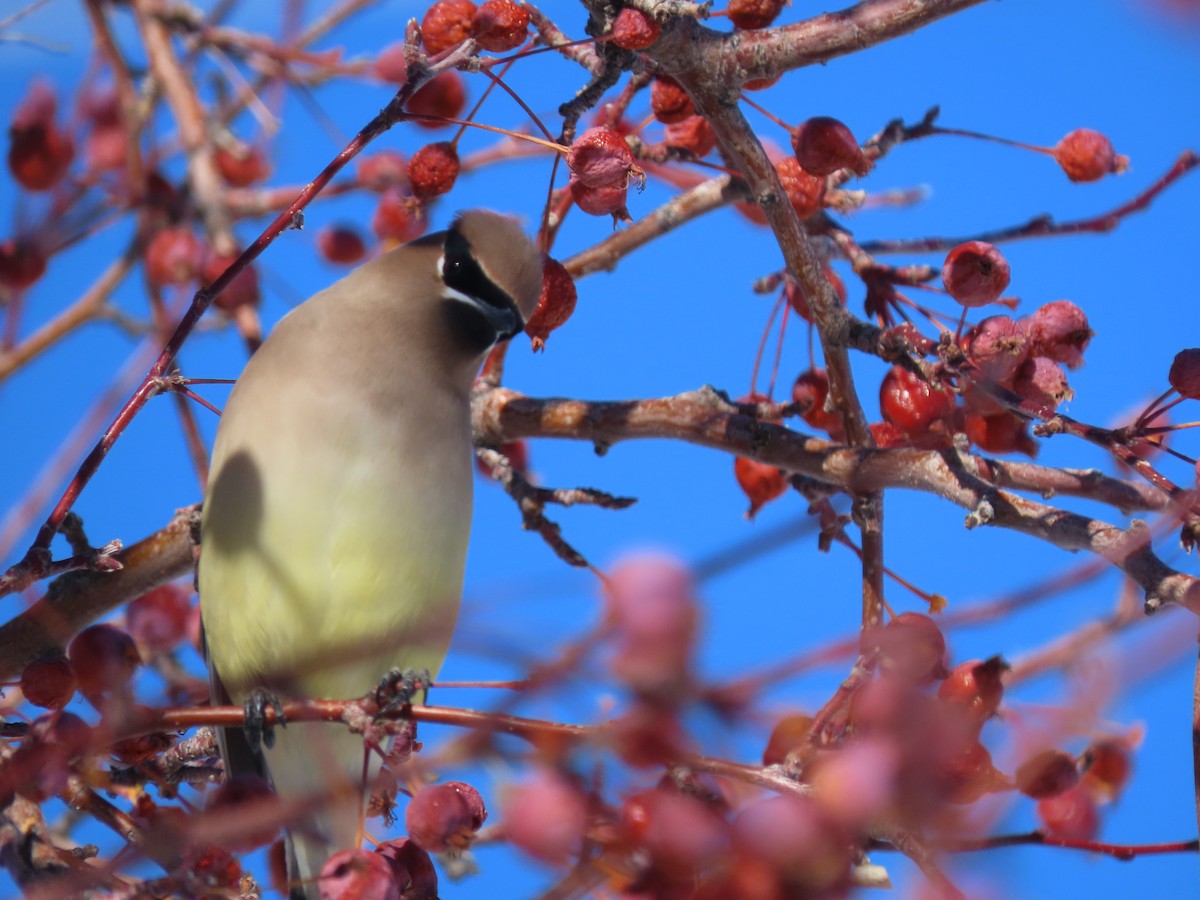 Cedar Waxwing - ML528558971
