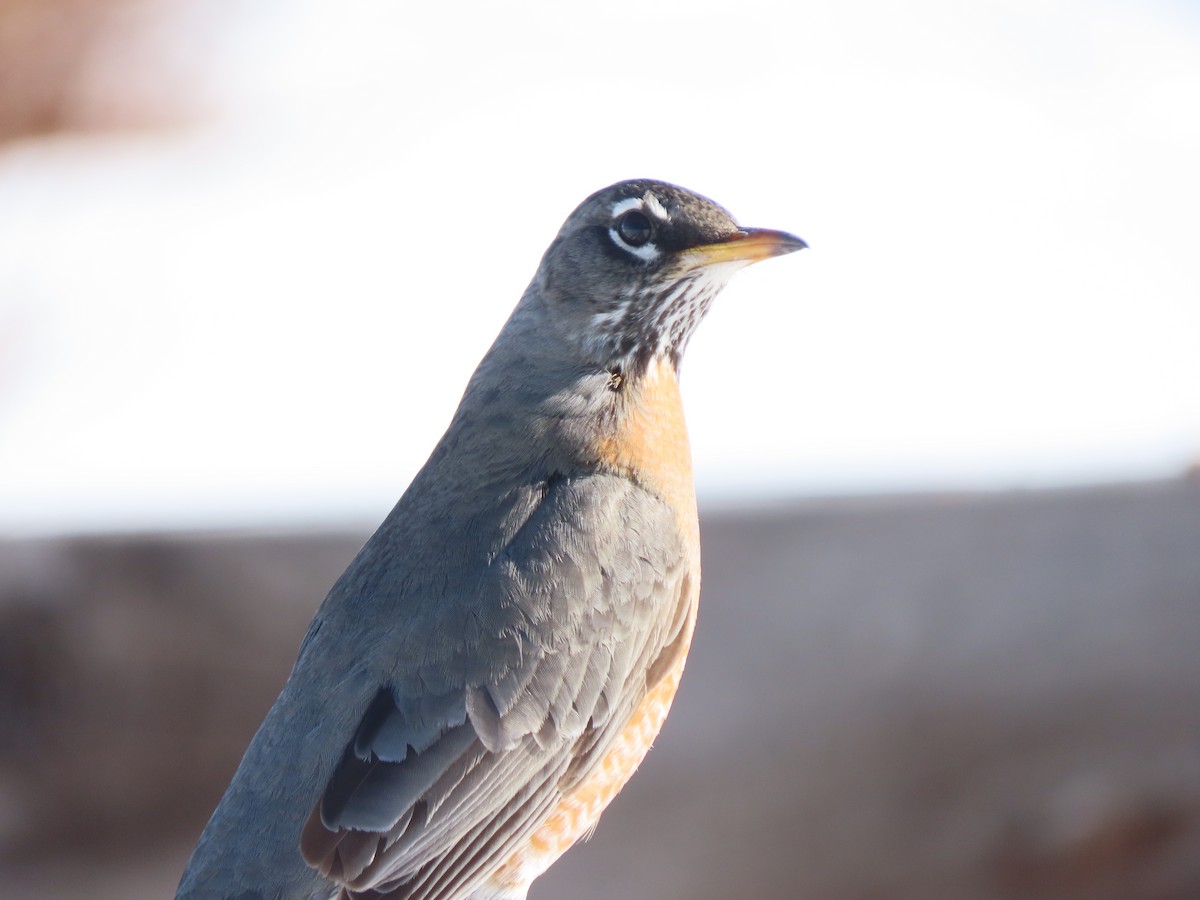 American Robin - ML528559021