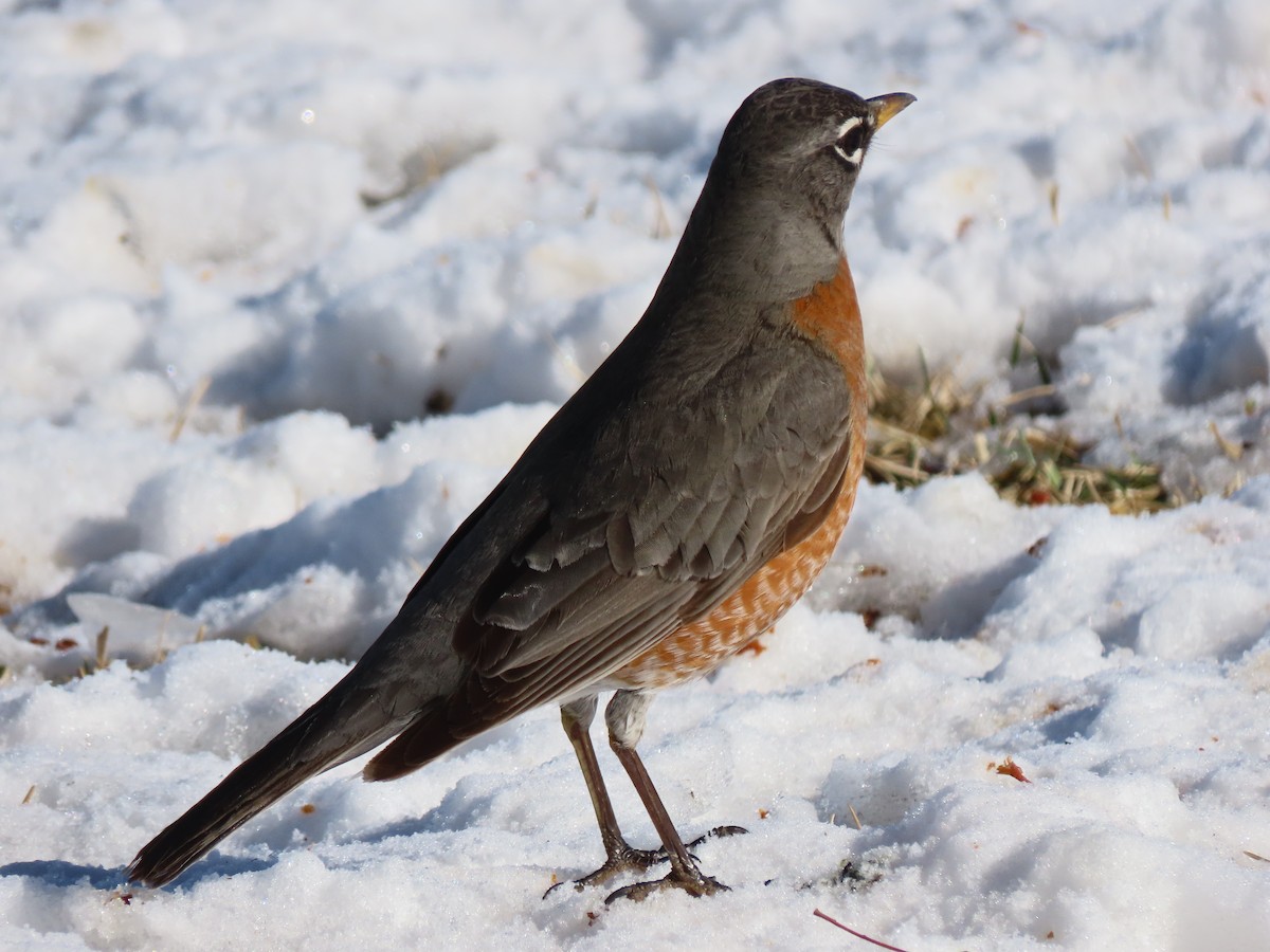 American Robin - ML528559121