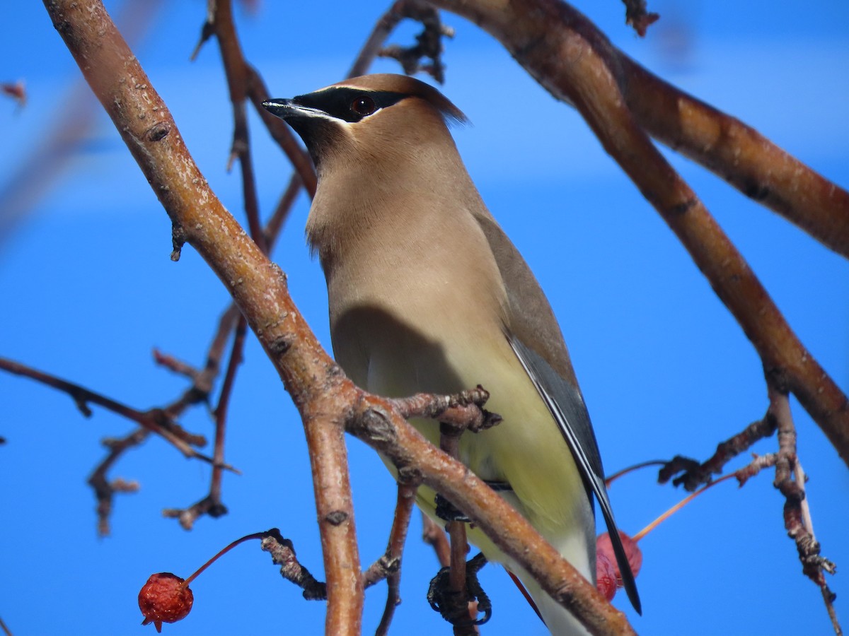Cedar Waxwing - ML528559151