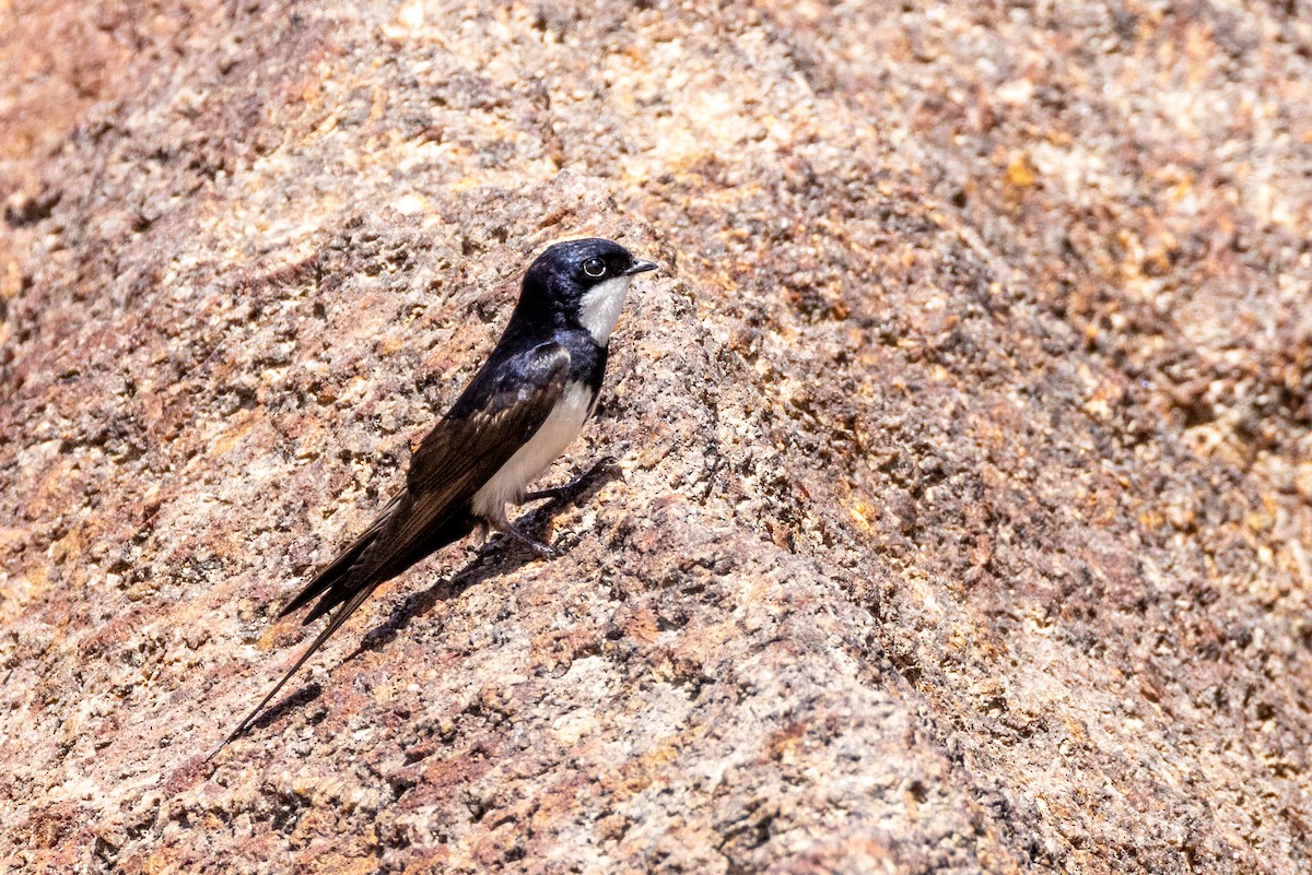 Black-collared Swallow - Charlie Bostwick