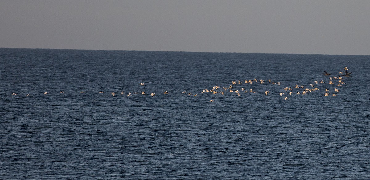 White Ibis - ML52856001