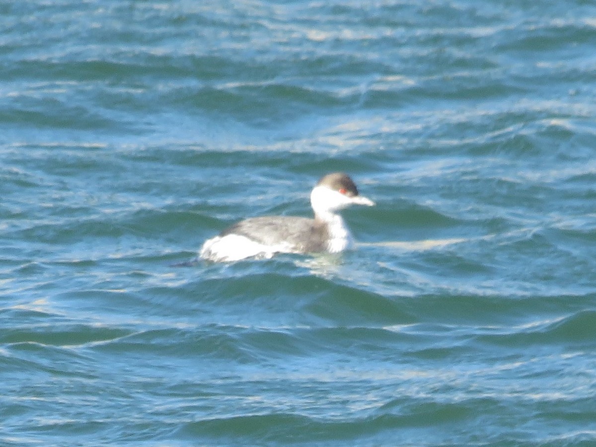 Horned Grebe - Brian Ahern