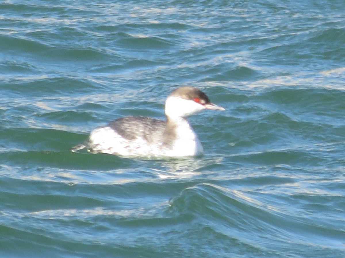 Horned Grebe - ML528560021