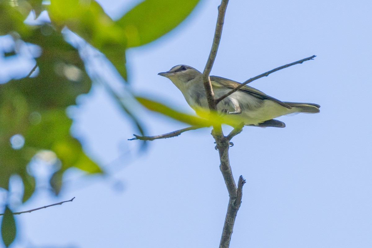 Chivi Vireo - ML528560031