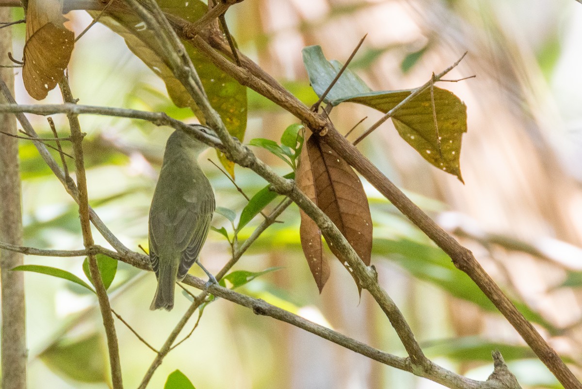 Chivi Vireo - ML528560061