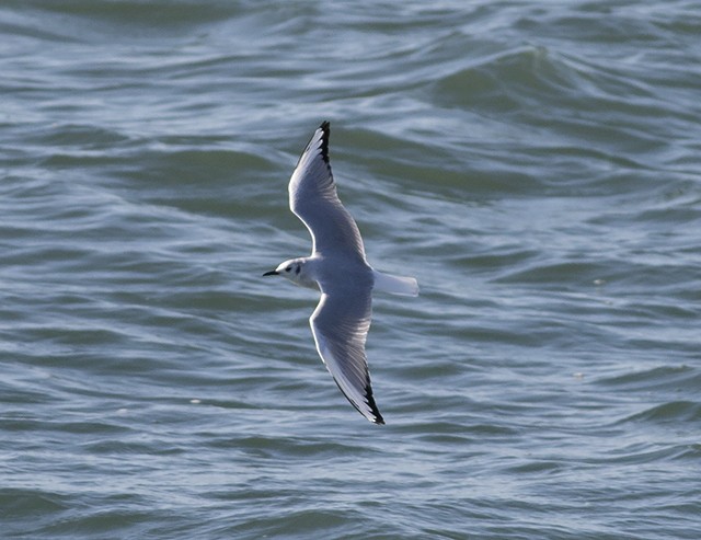 Bonaparte's Gull - ML52856021