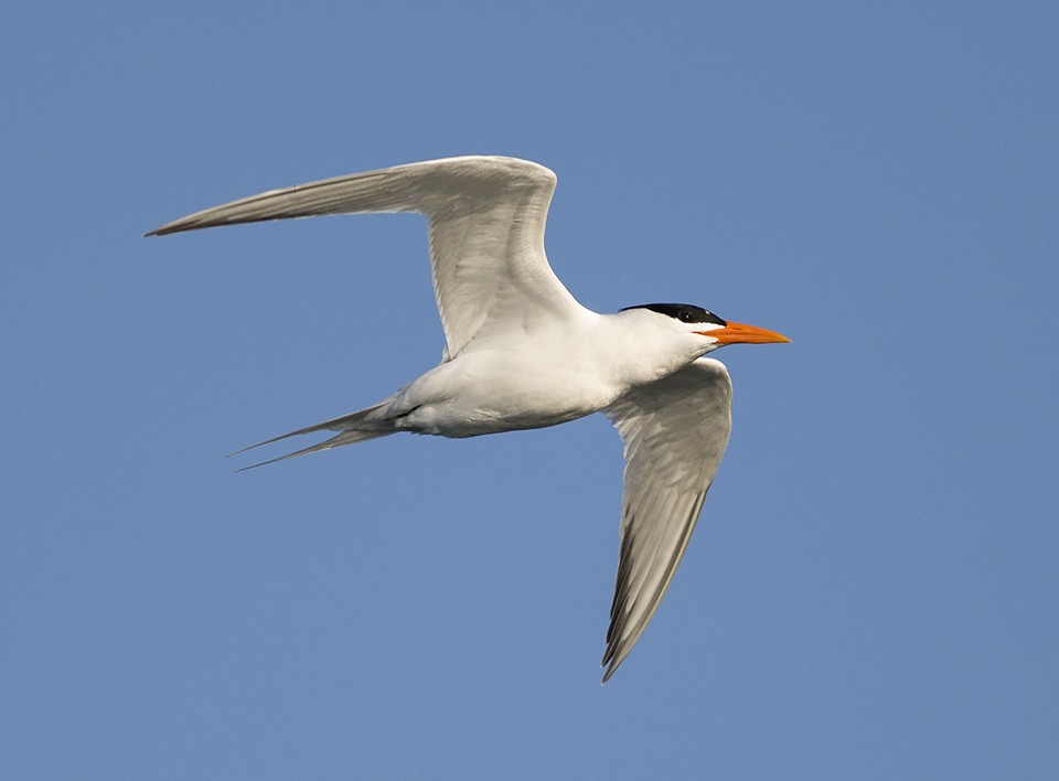 Royal Tern - ML52856081