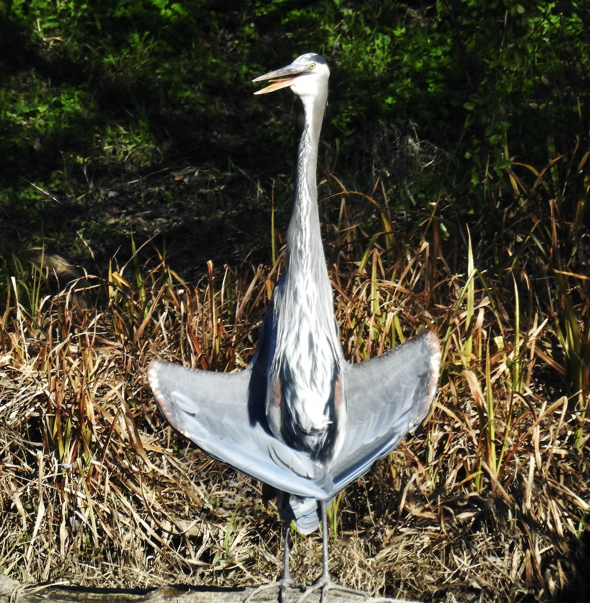 Great Blue Heron - ML528562231