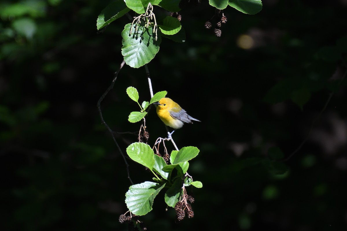 Prothonotary Warbler - ML528562551