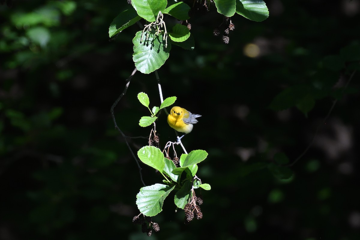 Prothonotary Warbler - ML528562561