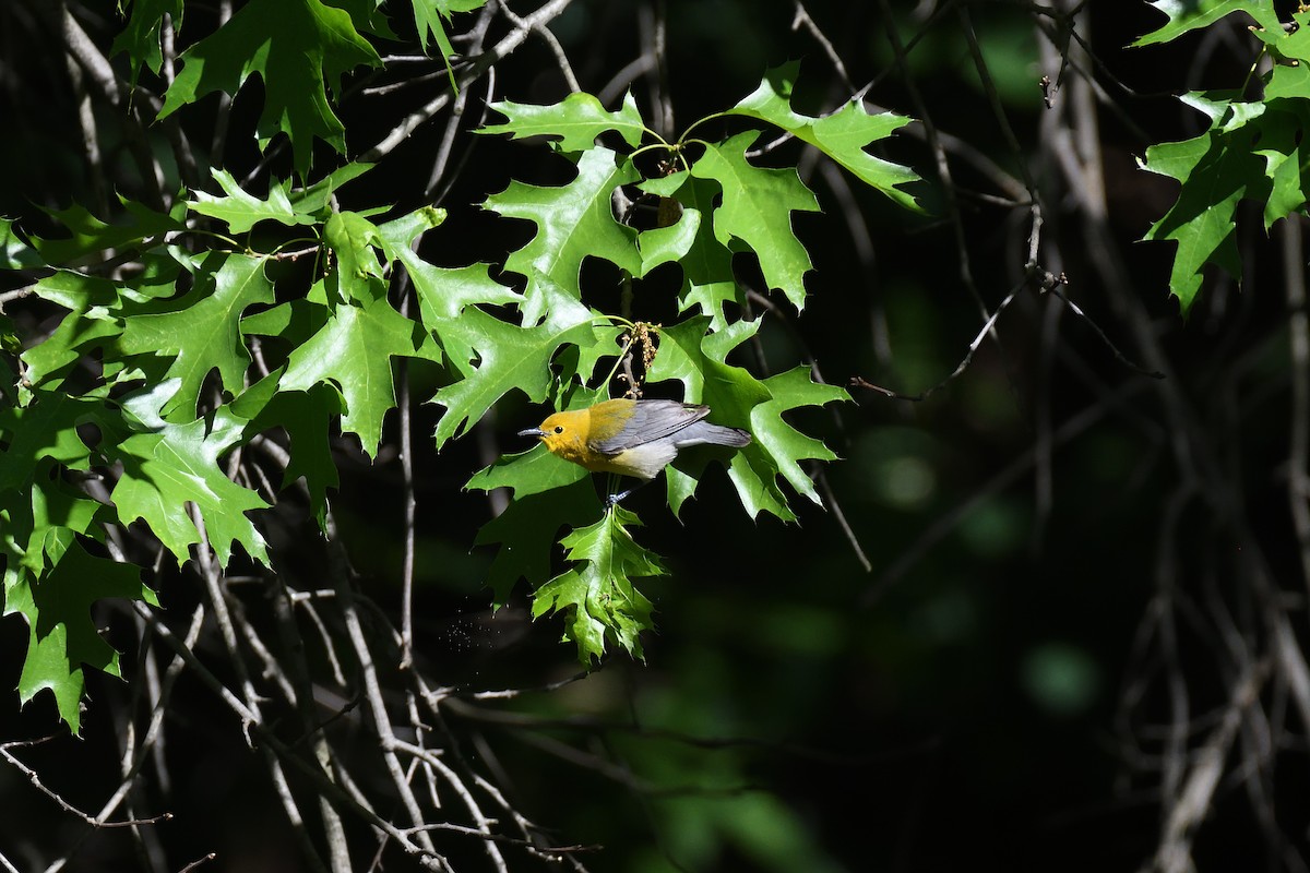 Prothonotary Warbler - ML528562571