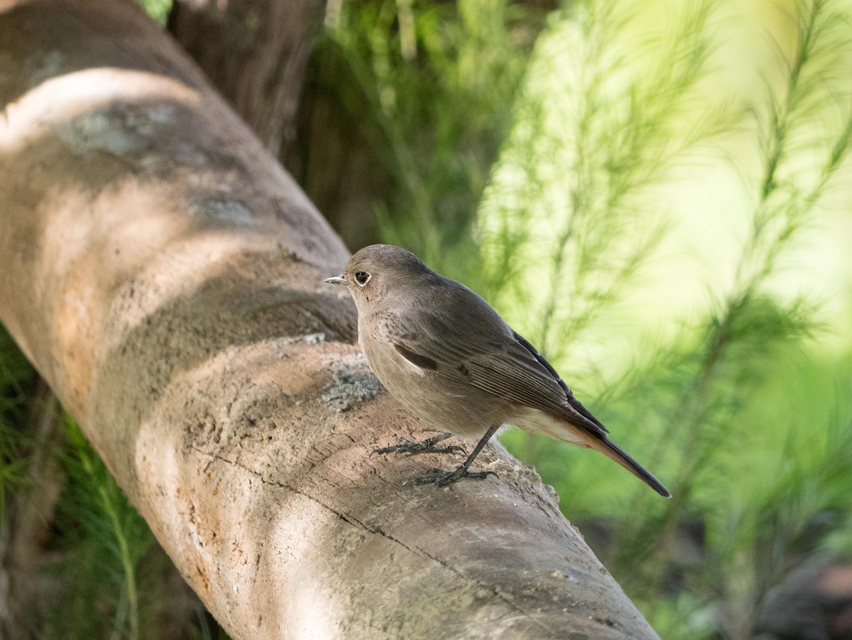 Black Redstart - ML528562921