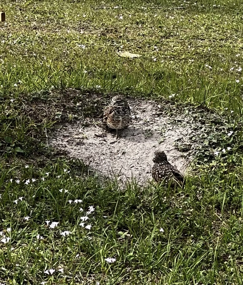 Burrowing Owl (Florida) - ML528563671