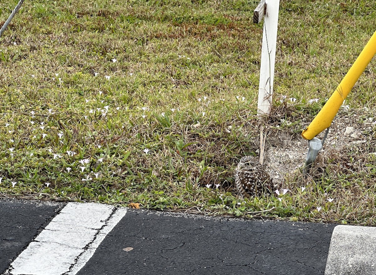 Burrowing Owl (Florida) - ML528563681