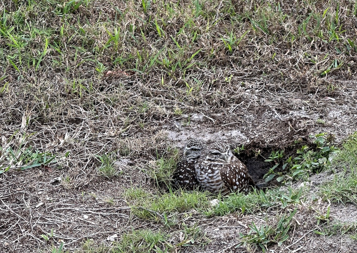 Burrowing Owl (Florida) - ML528563691