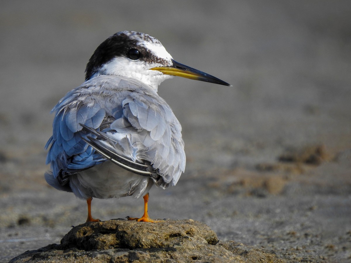 Peruvian Tern - ML528565261