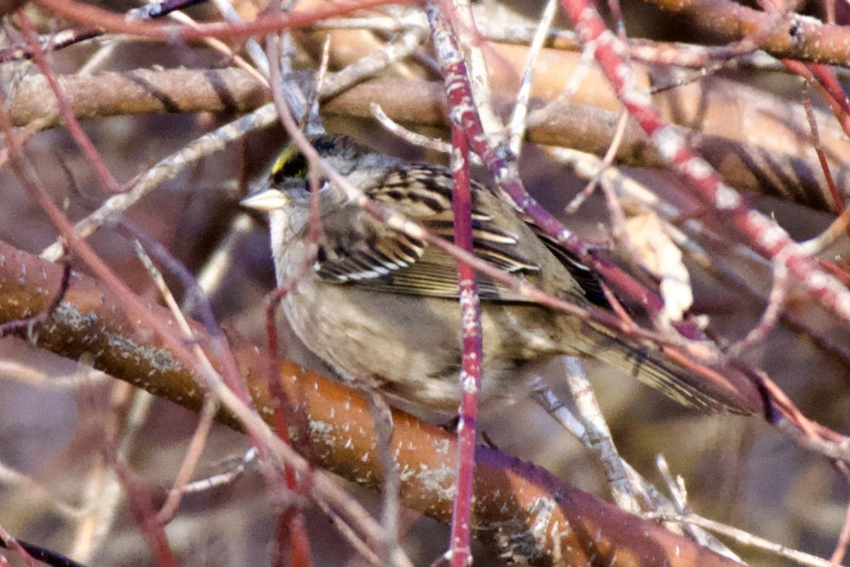 Golden-crowned Sparrow - ML528565551