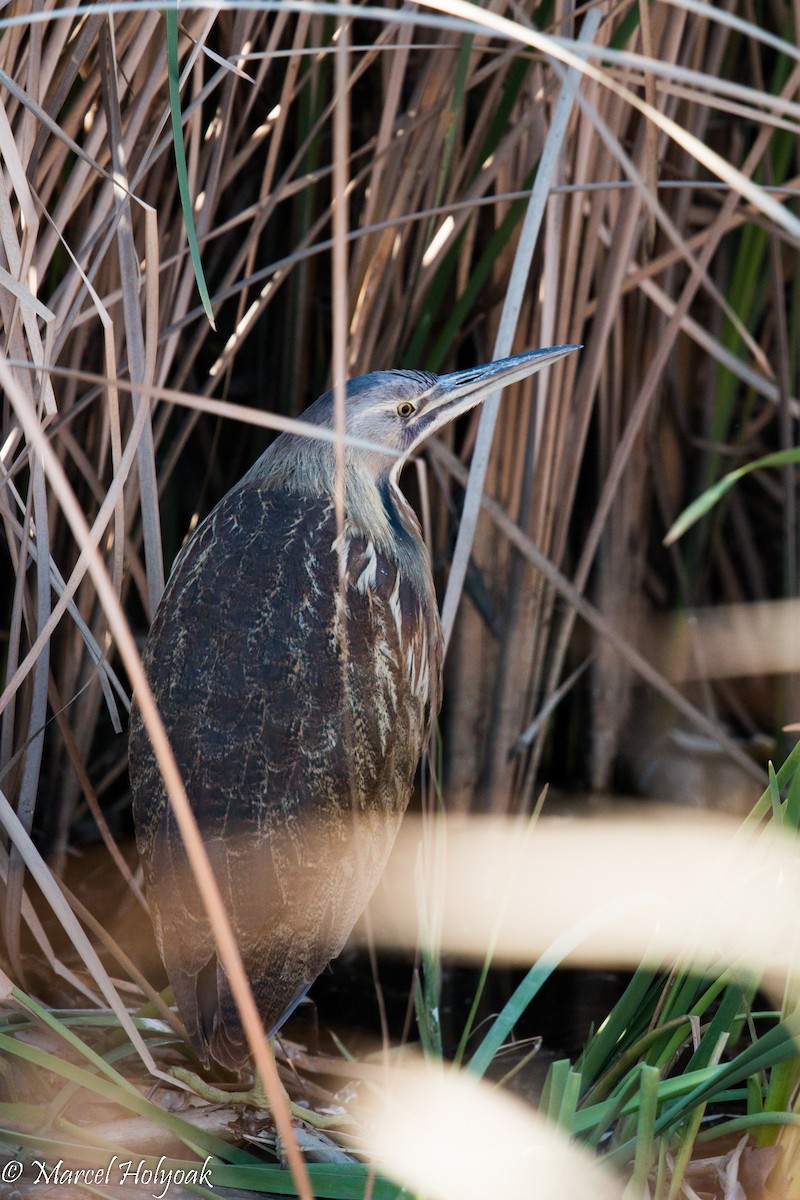 American Bittern - ML528565651