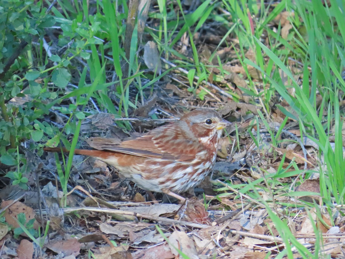 Fox Sparrow (Red) - ML528565671