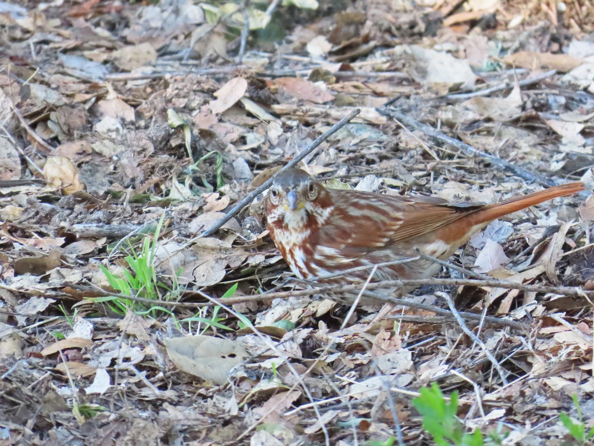 Fox Sparrow (Red) - ML528565681