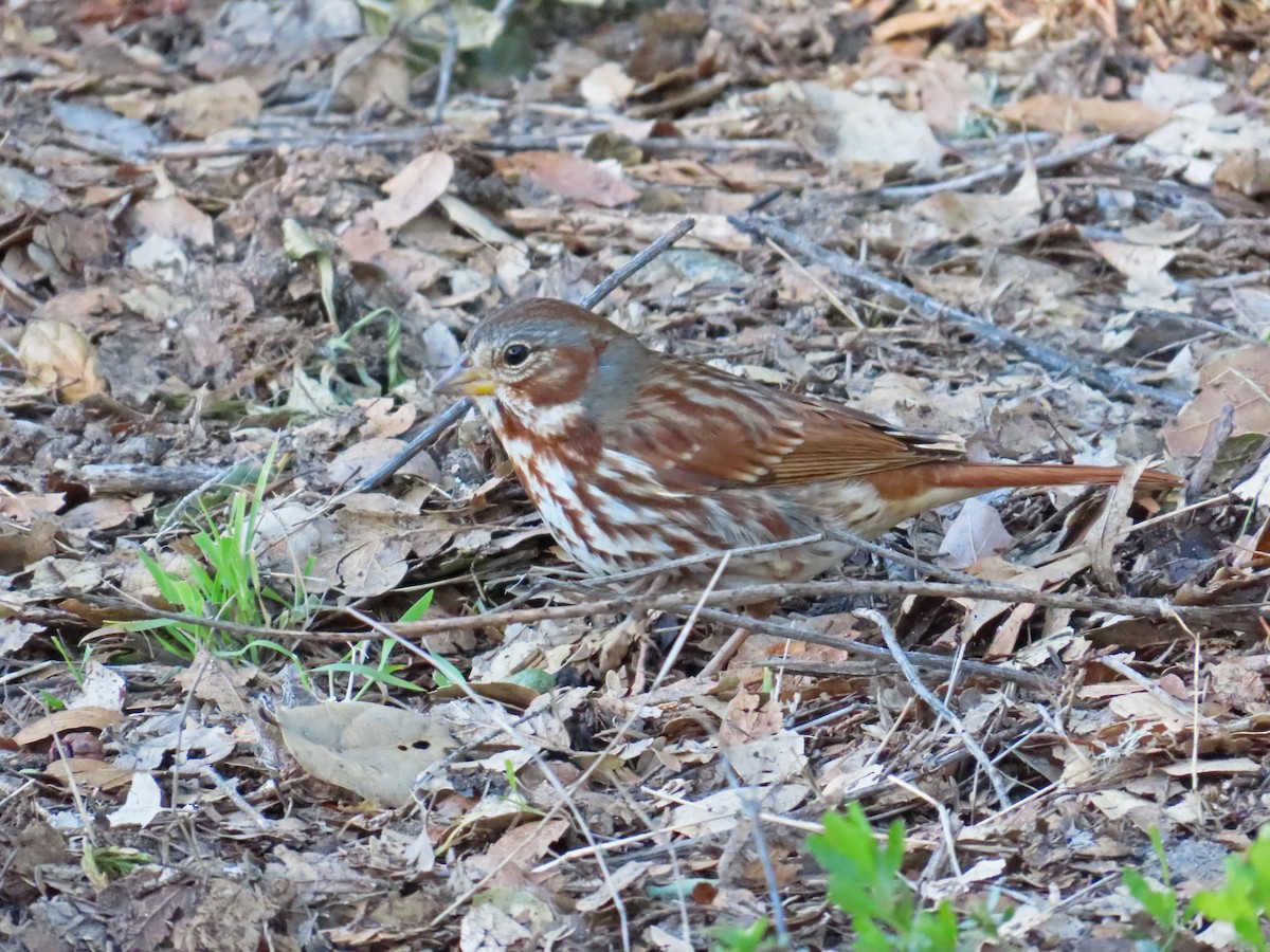 Fox Sparrow (Red) - ML528565691