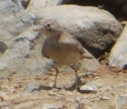 Desert Lark - ML528567061