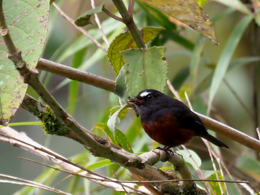 Chestnut-bellied Chat-Tyrant - ML528568131