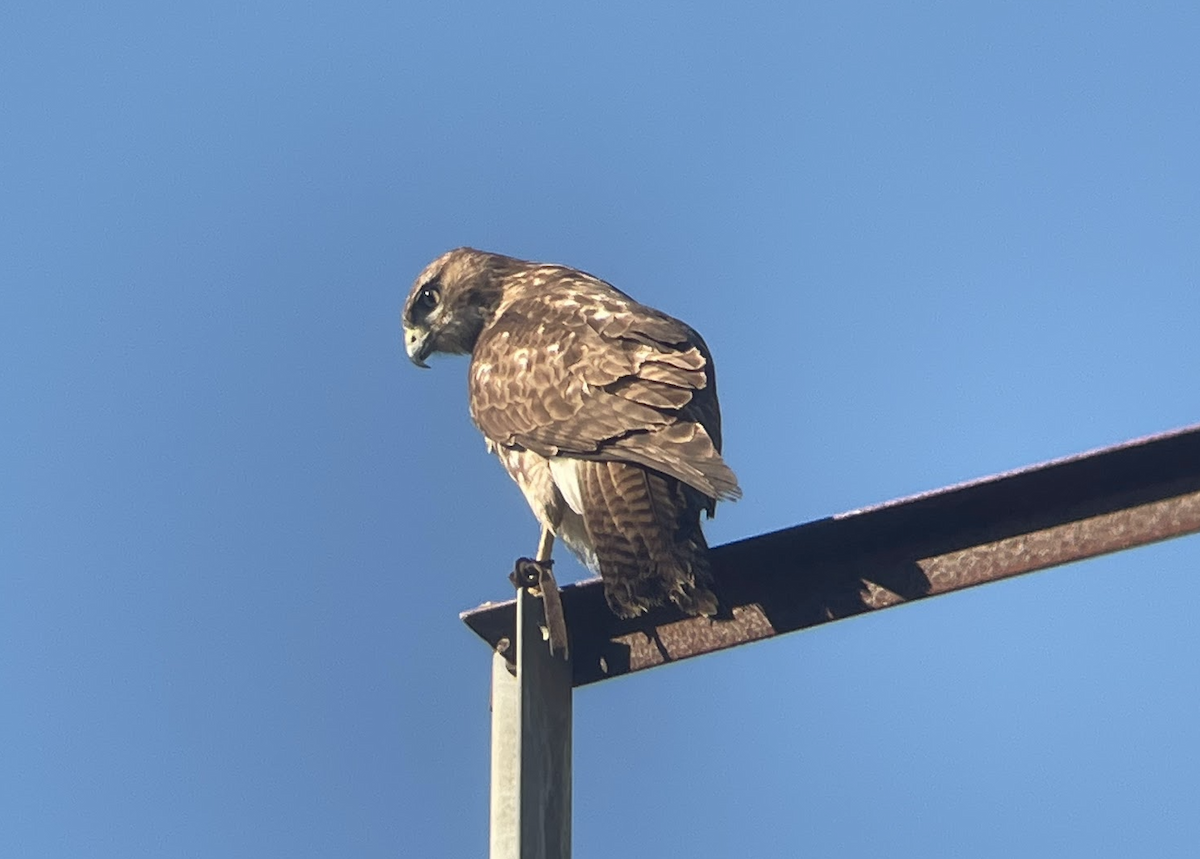Red-tailed Hawk - ML528568691