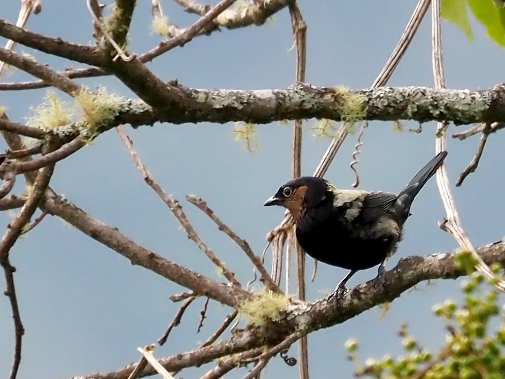 Silvery Tanager - Stephen Shunk