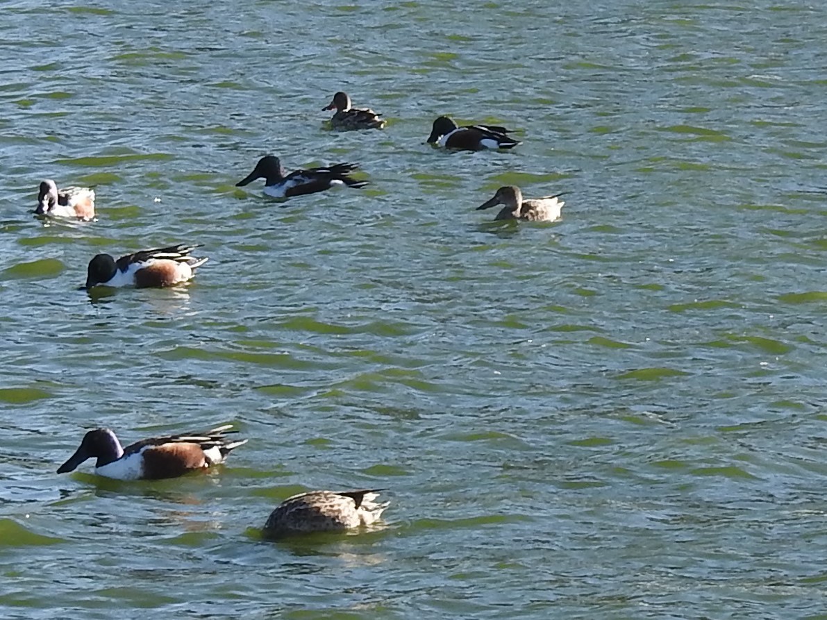 Northern Shoveler - ML528569611