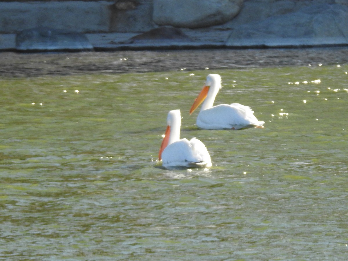 American White Pelican - ML528570251