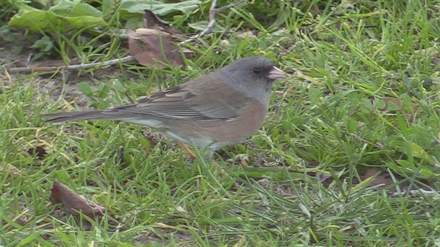 Junco ardoisé (mearnsi) - ML528571971