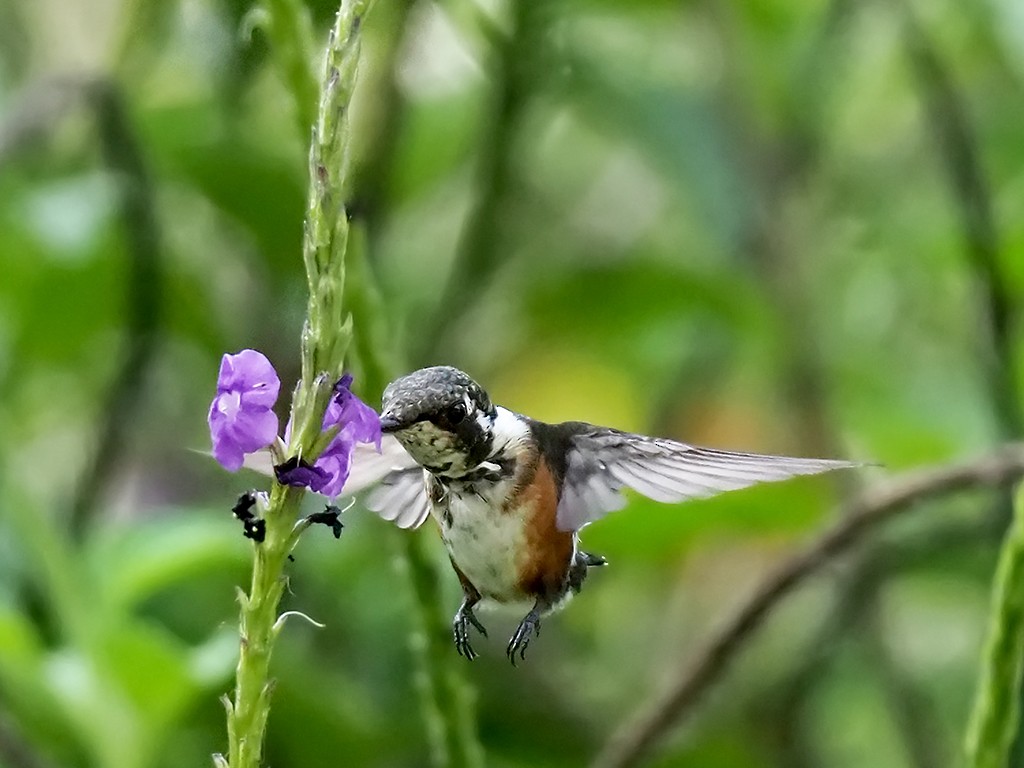 White-bellied Woodstar - ML528572341