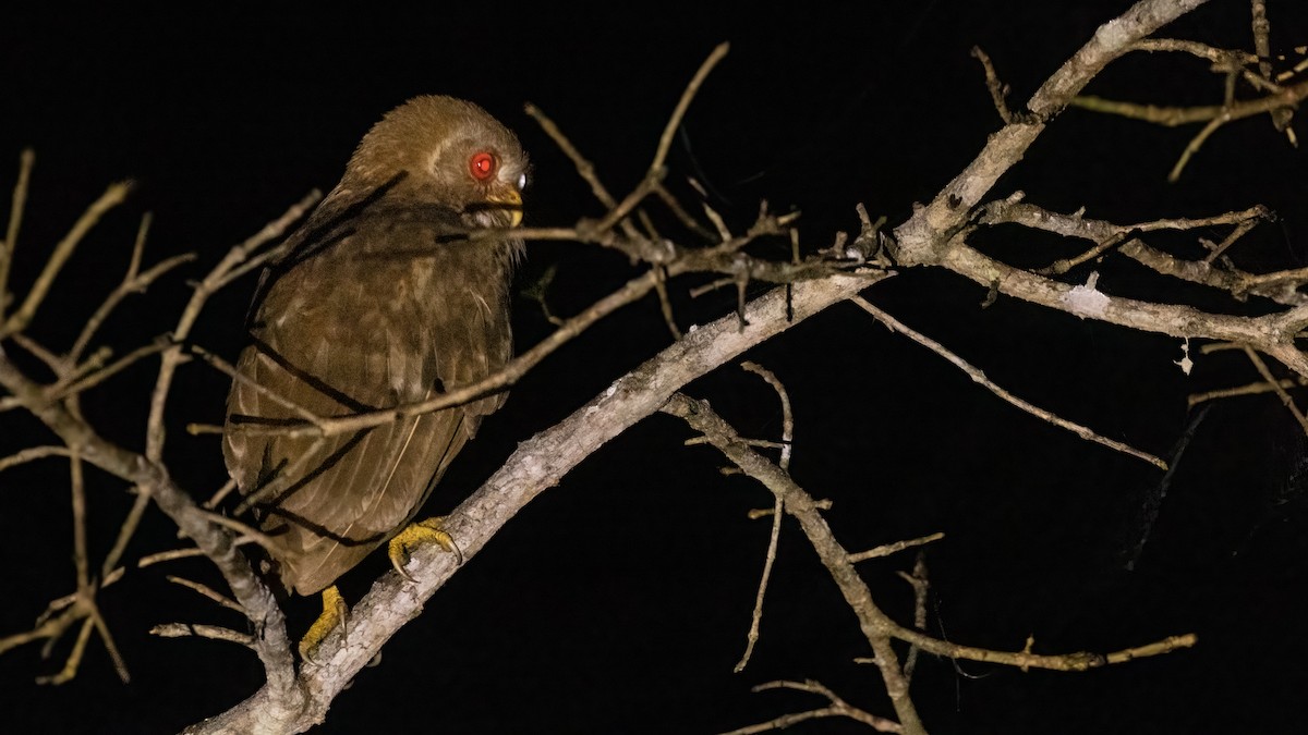 Vermiculated Fishing-Owl - ML528572811