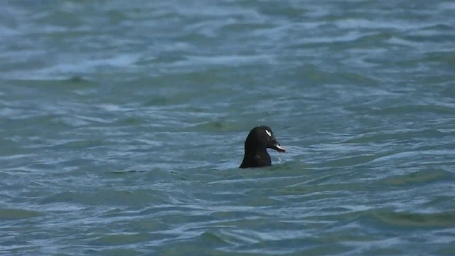 White-winged Scoter - ML528573701