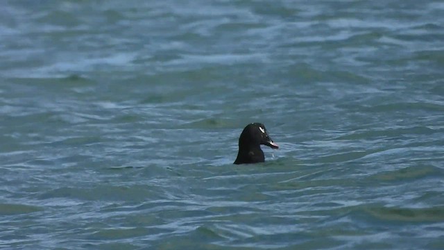 White-winged Scoter - ML528573701