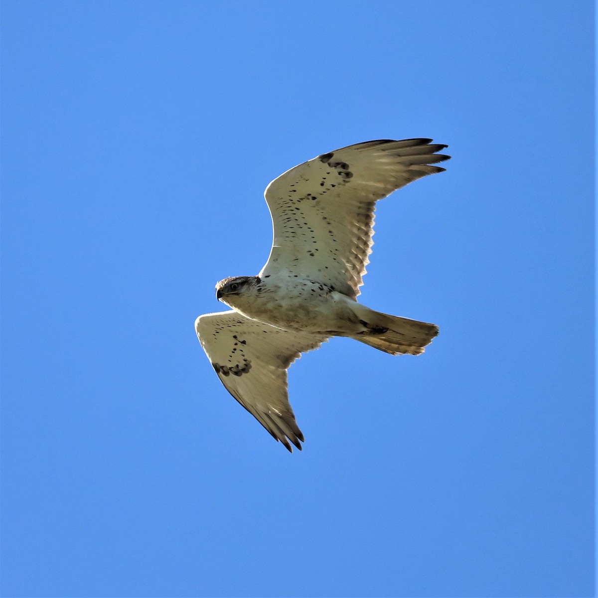 Ferruginous Hawk - ML528574211