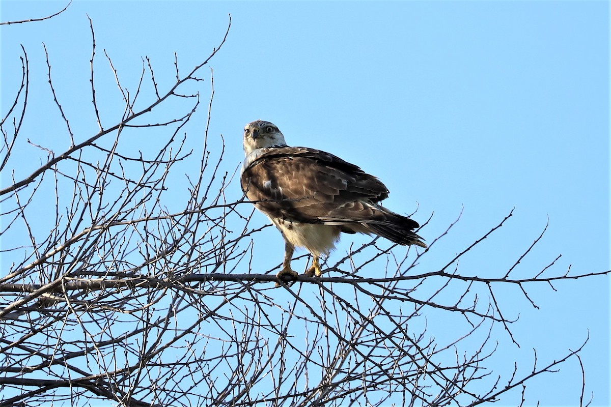 Ferruginous Hawk - ML528574221