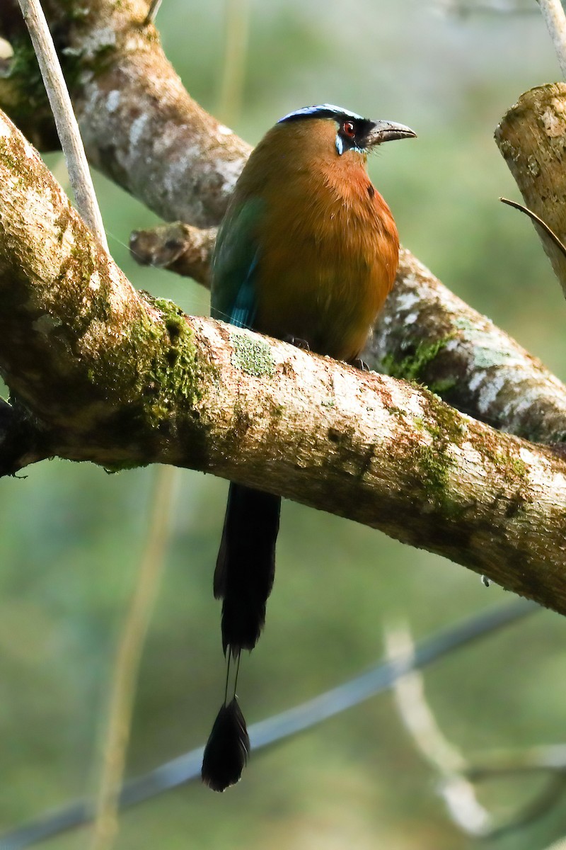 Lesson's Motmot - ML528574261