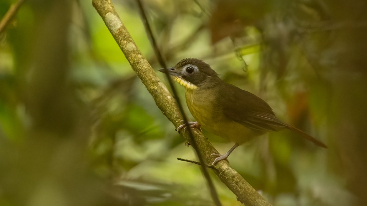 Red-tailed Bristlebill - Robert Tizard