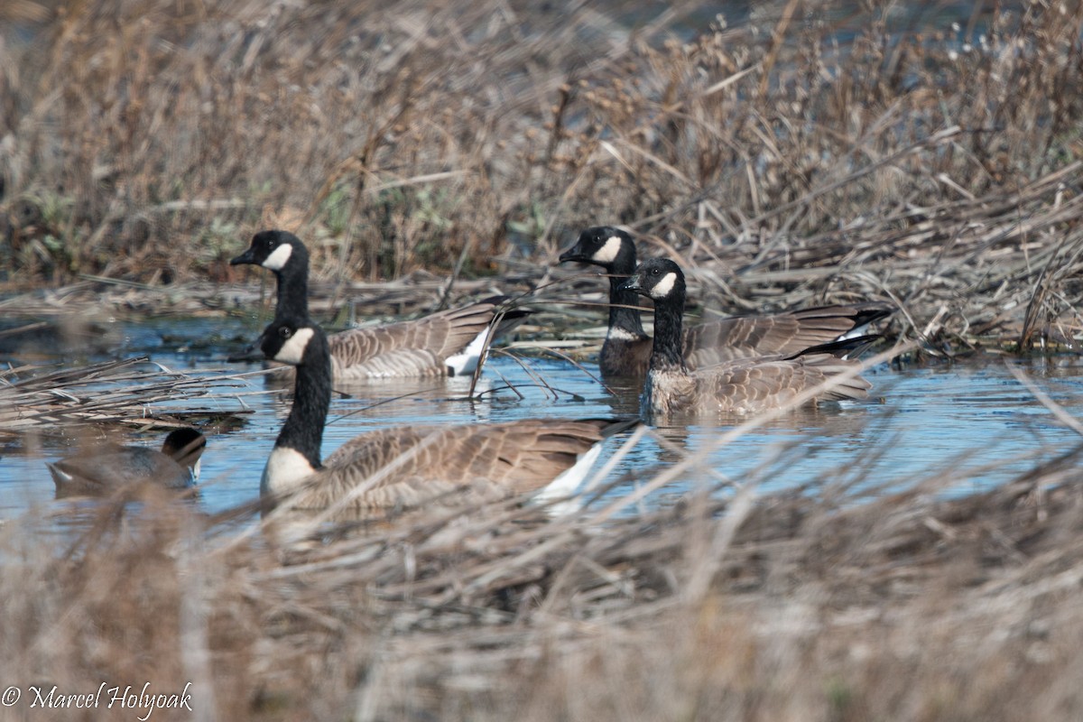 Cackling Goose - Marcel Holyoak