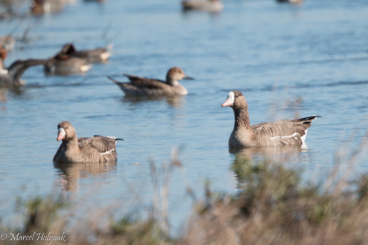 Greater White-fronted Goose - ML528576021