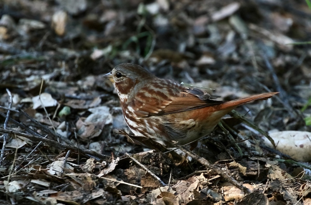 Fox Sparrow (Red) - ML528576041