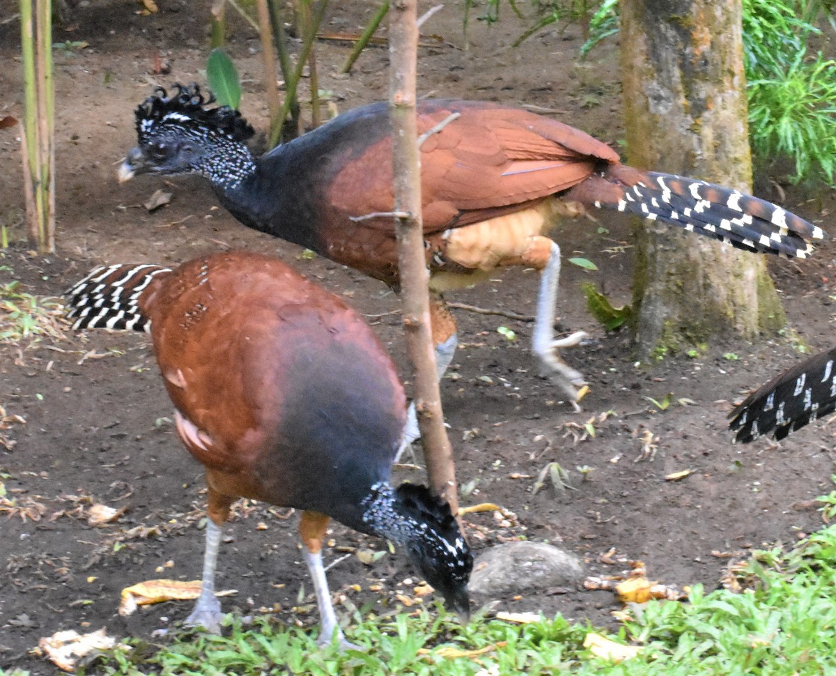 Great Curassow - Douglas Long