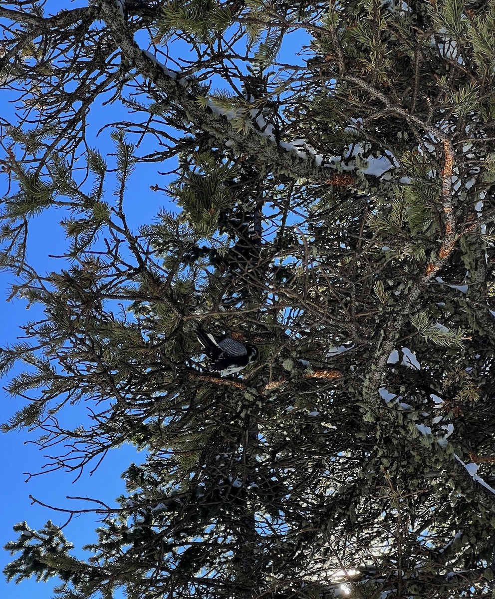 American Three-toed Woodpecker (Rocky Mts.) - ML528578461